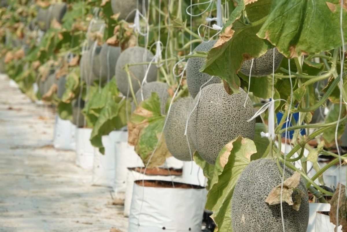 Tamun ia tal tuk paik baoh