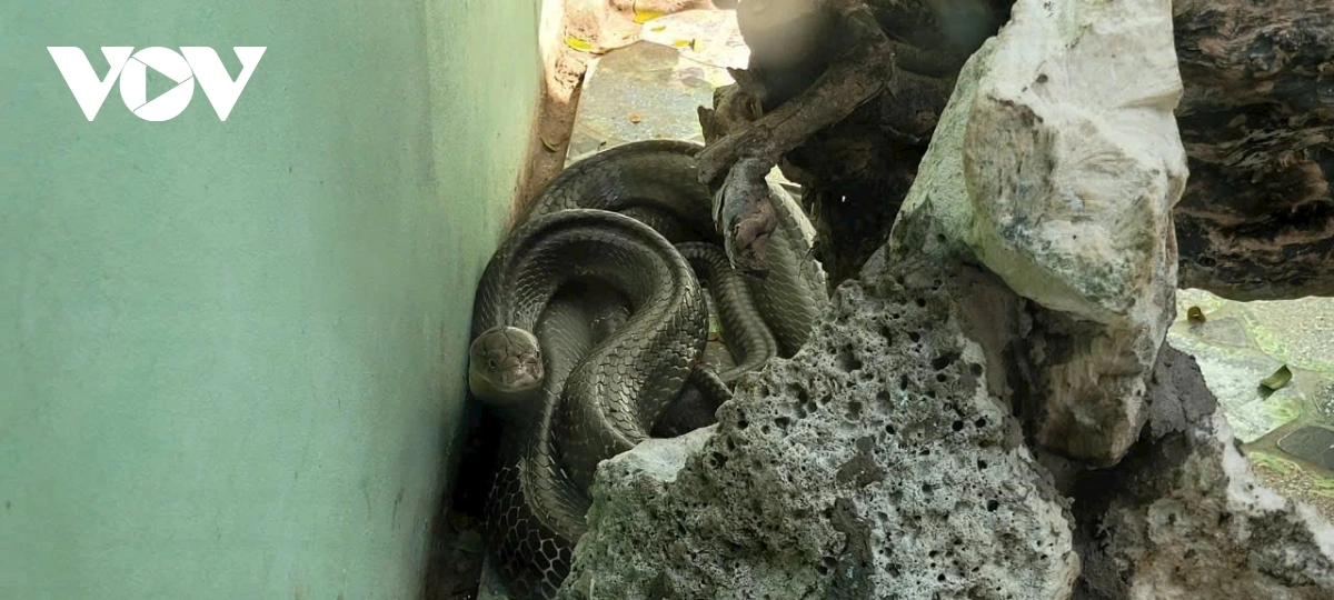 Ula calvak di Đồng Tâm.