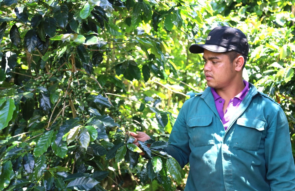 
'Nhŏng A Lương, bơngai Xơ Đăng, tơ̆ thôn Kon Tu Ma, xah Măng Đen pơtăm kaphê tơring tơngiĕt Arabica