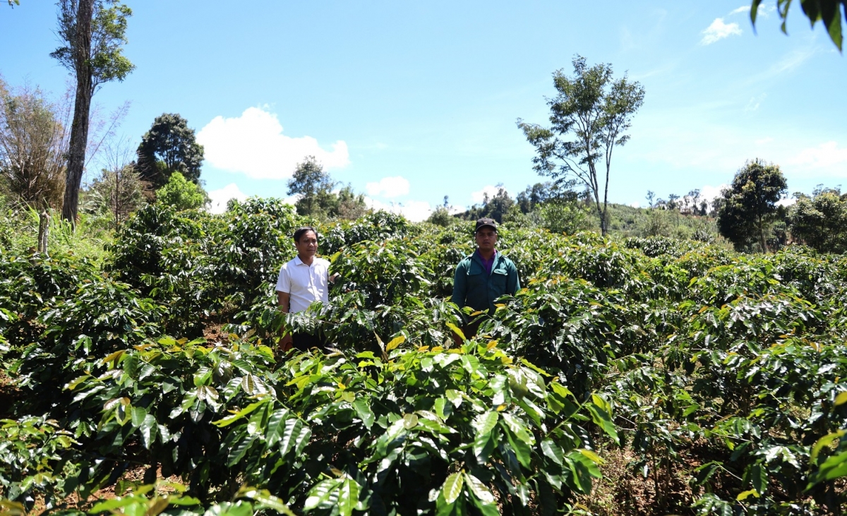 Tơdroăng pêt kơphế kơpong kong hngíu kum kuăn pơlê kơpong kong ngo peăng mâ hâi Luô kong pơlê Quảng Ngãi pơhlêh hdrê pêt ki châ tơƀrê