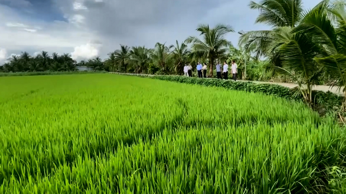 Cánh đồng lúa chất lượng cao, phát thải thấp