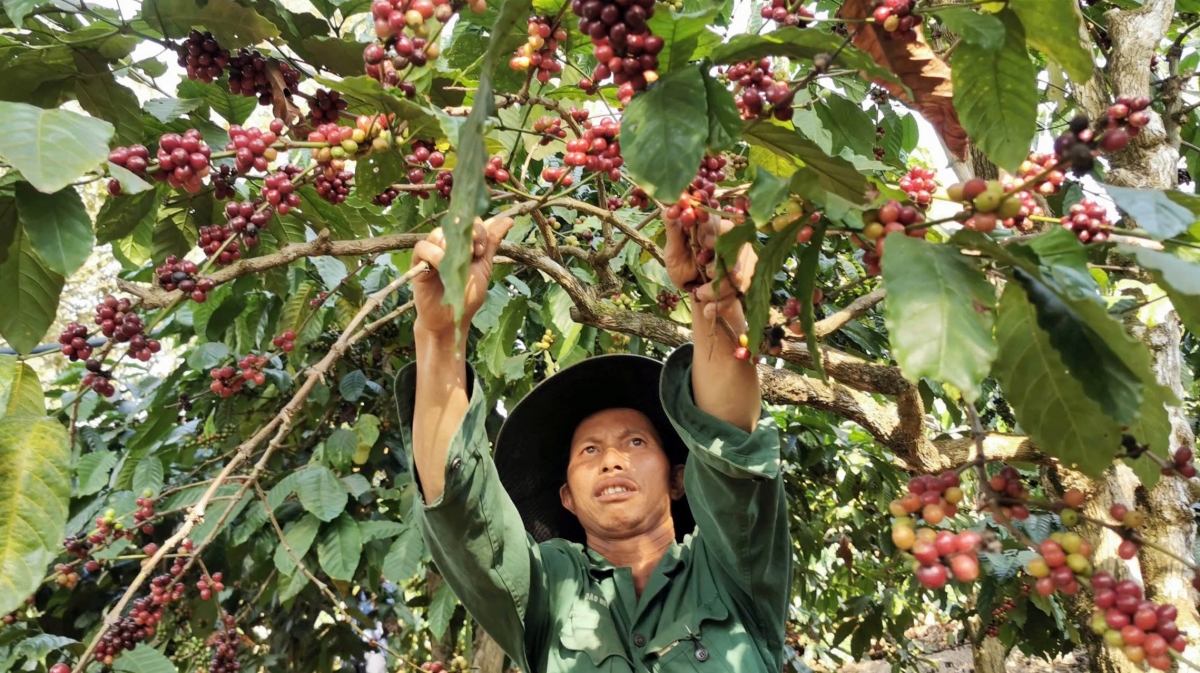 Tam kơphê hữu kơ mờ tơnhào gàr niam khà plai dum dong kơphê Lâm Đồng tơnguh uă bơta kwơ