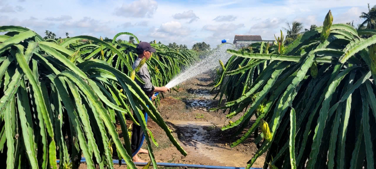 Cây thanh long là một trong số cây ăn trái đặc sản cho kinh tế cao ở tỉnh Đồng Tháp