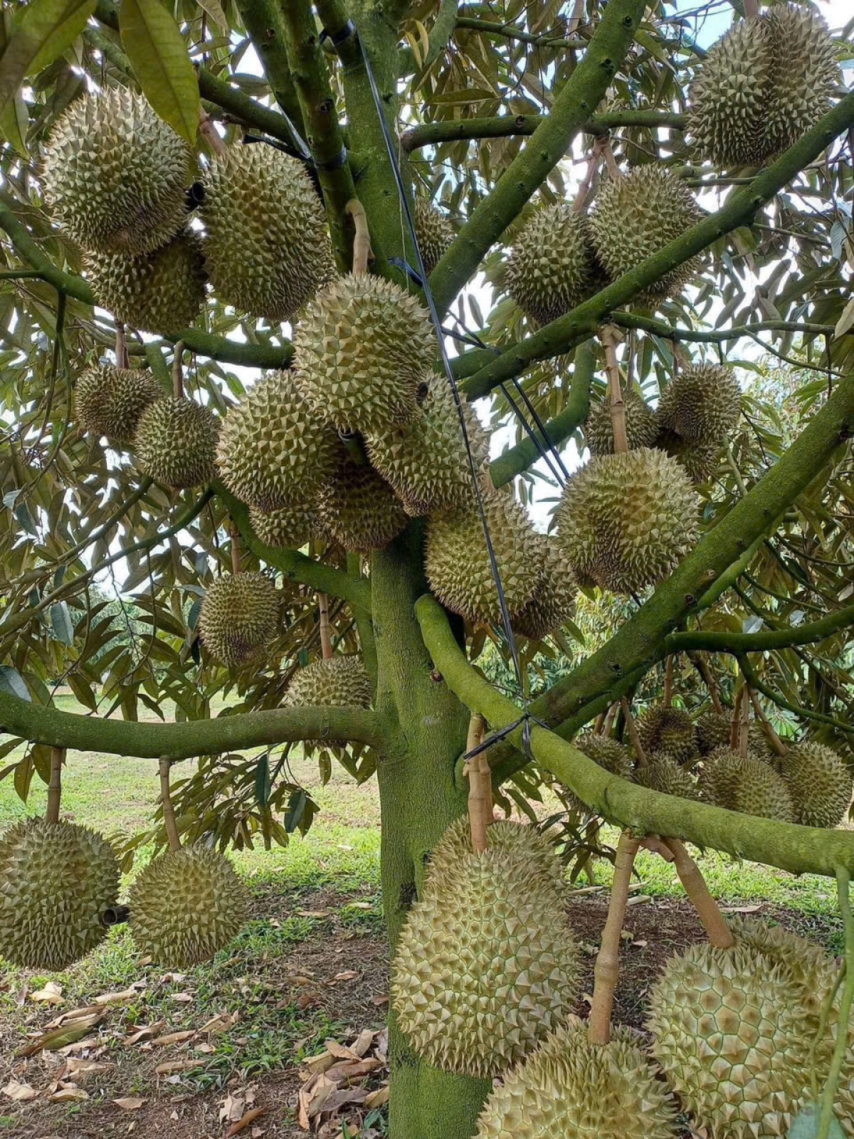 Cây tỉ phú đã giúp nông dân Đồng Tháp làm giàu