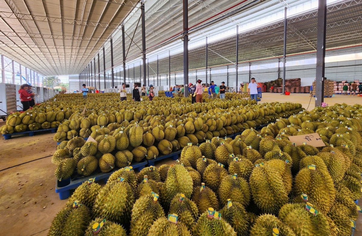 Tơmeăm pê lo ing chiâk deăng ki xâm sầu riêng, kơphế cho ki mơhnhôk vâ djâ tê ăm kong têa ê tơmeăm dêi Dak Lak tâk rĕng