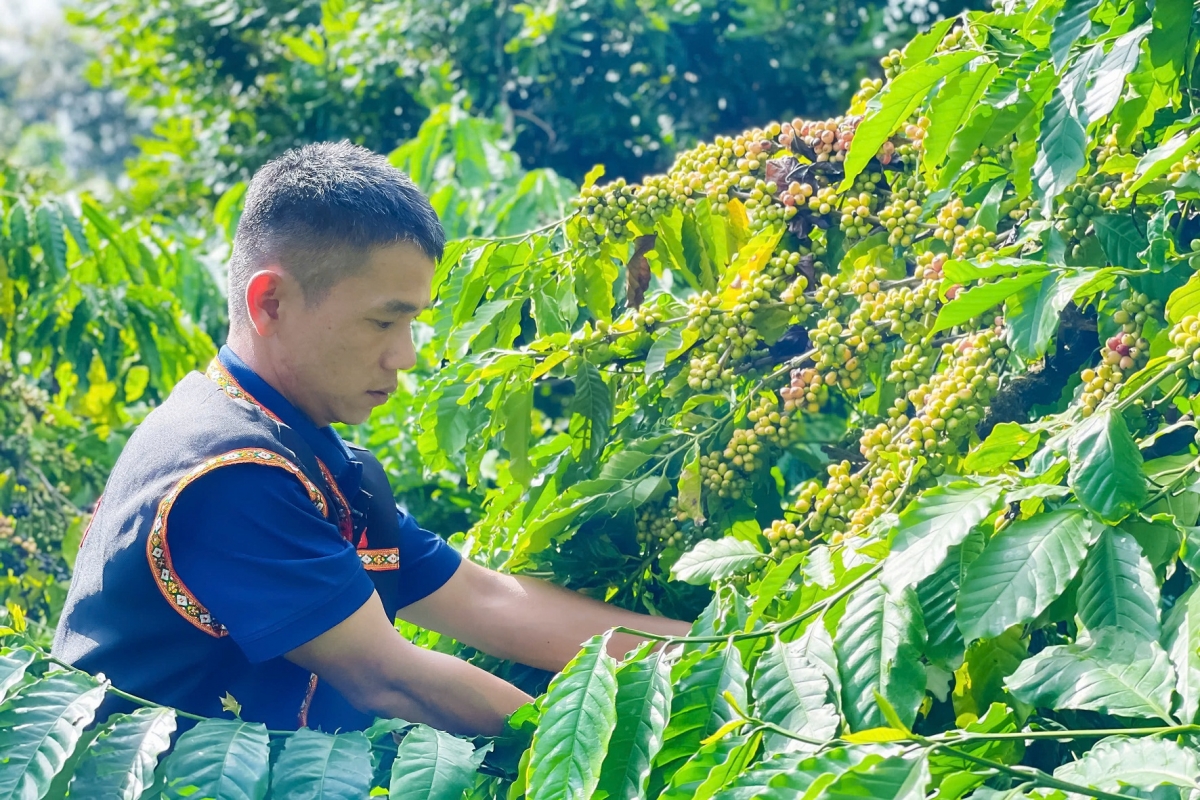 Dăk Lăk gam bơt bơtàu mat kă bro Tiah tus bơh kơphê dunia dê