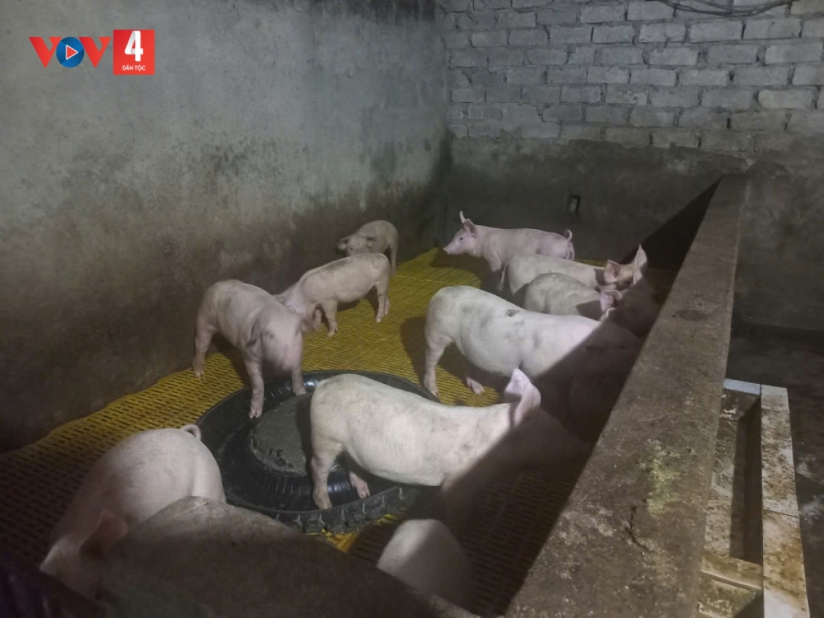 Chăn nuôi heo cũng được nhiều hộ nông dân ở khu vực miền núi A Lưới lựa chọn để phát triển kinh tế, nâng cao thu nhập.