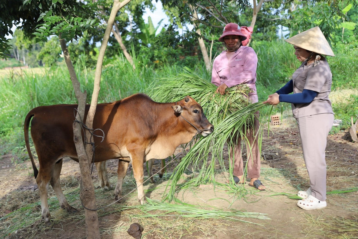 
Bi Rah Lan H’Yuất (ào dum ti) ròng kơnrồ geh cồng nha, hìu bơnhă neh lik klàs rƀah