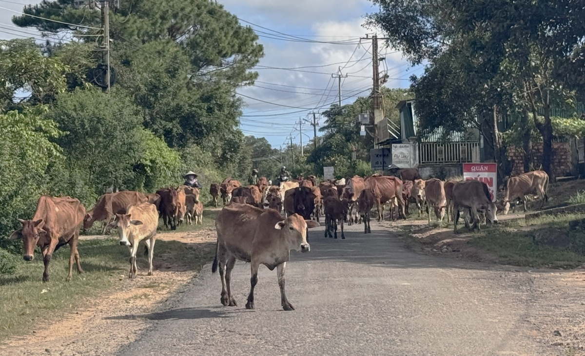 
Lơ rơmo yak tơ̆ trong tơ̆ tơring tơrang lơ̆m dêh char Gia Lai