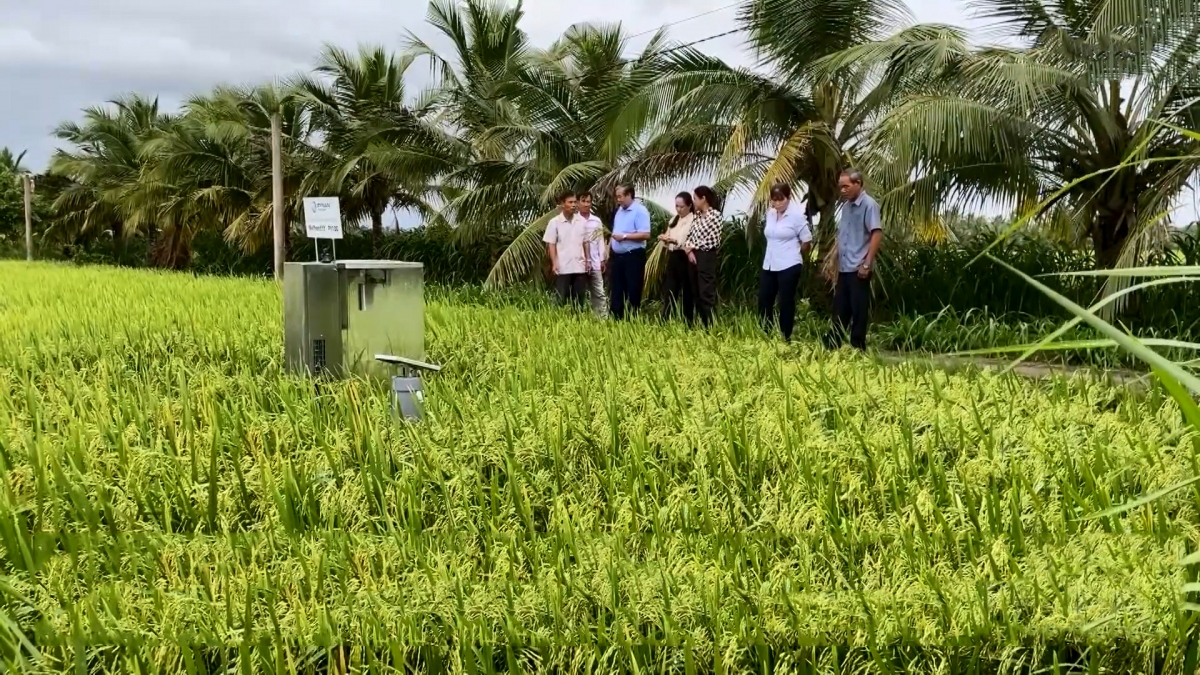 HTX Nông nghiệp Phát Tài - một trong những HTX tiên phong sản xuất lúa chất lượng cao, phát thải thấp tại Vĩnh Long