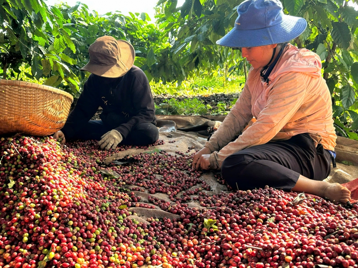 Vâi kơdrâi Dak Lak dế tối rơdêi hnoăng rế hía rế kal tung pơla pơhlêh chiâng pêi chiâk deăng krá ton