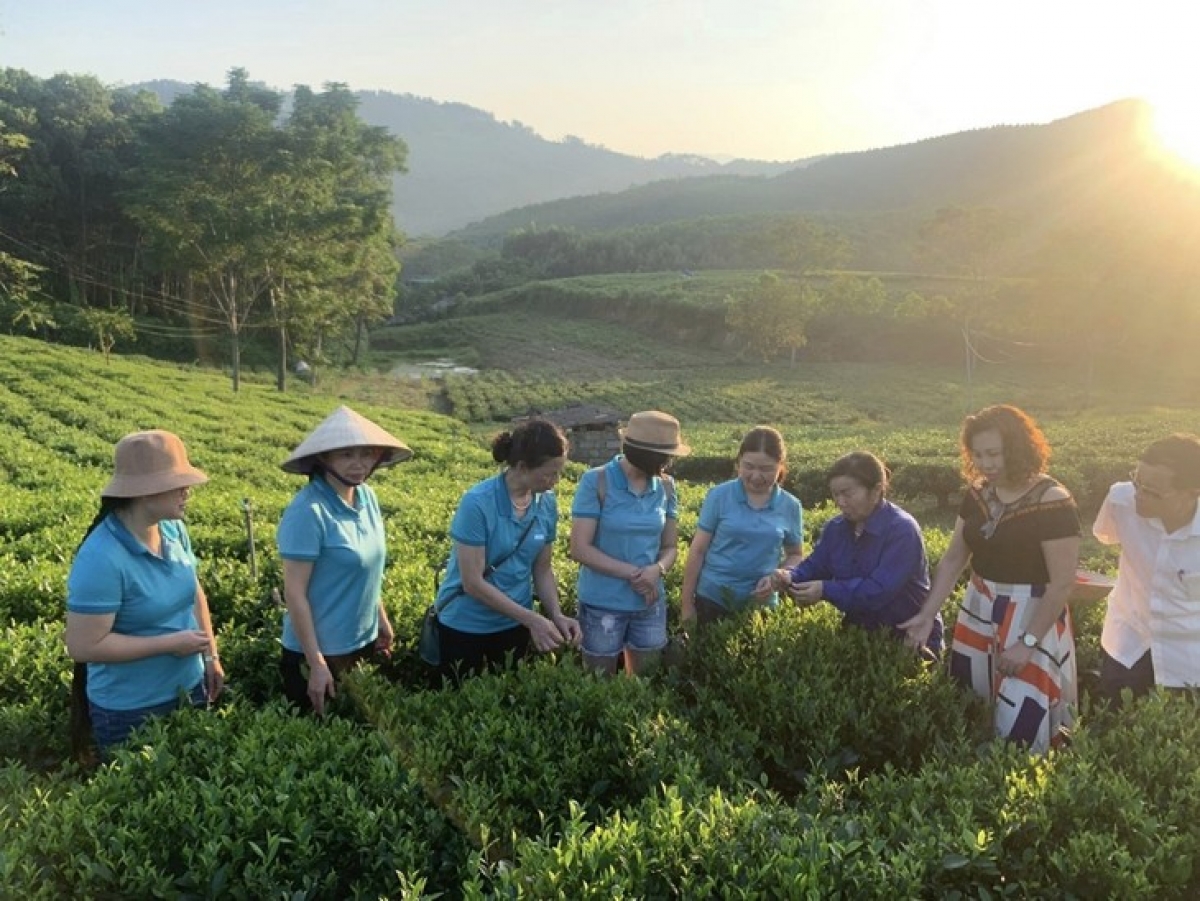 Du khách trải nghiệm hái chè tại Hợp tác xã chè Cao Sơn, điểm kết nối trong hành trình tham quan tại hồ Ghềnh Chè. Ảnh: thainguyen.gov.vn