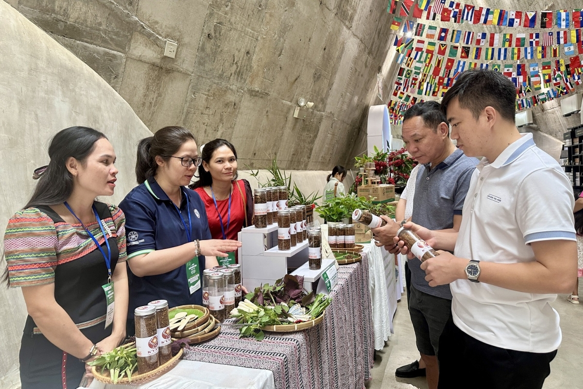Nâ Phan Thị Thu Hằng hiăng tăng ‘nâi plĕng pro 11 túa phom kơlơn ing plâi bơr Dak Lak