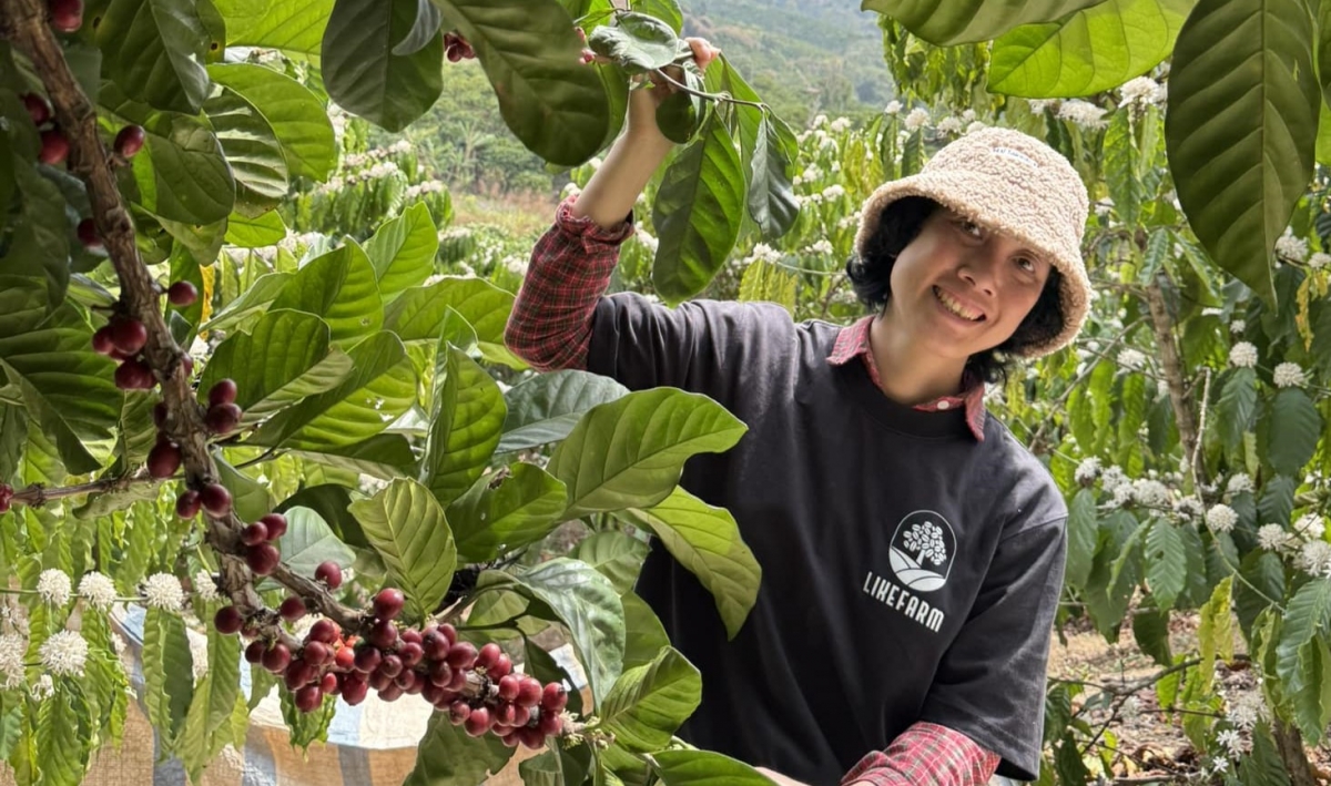 Troăng pêi tơdjêp uâ bro kơphế pơ’leăng dâi lĕm dêi Like Fram a Lâm Hà, Lâm Đồng