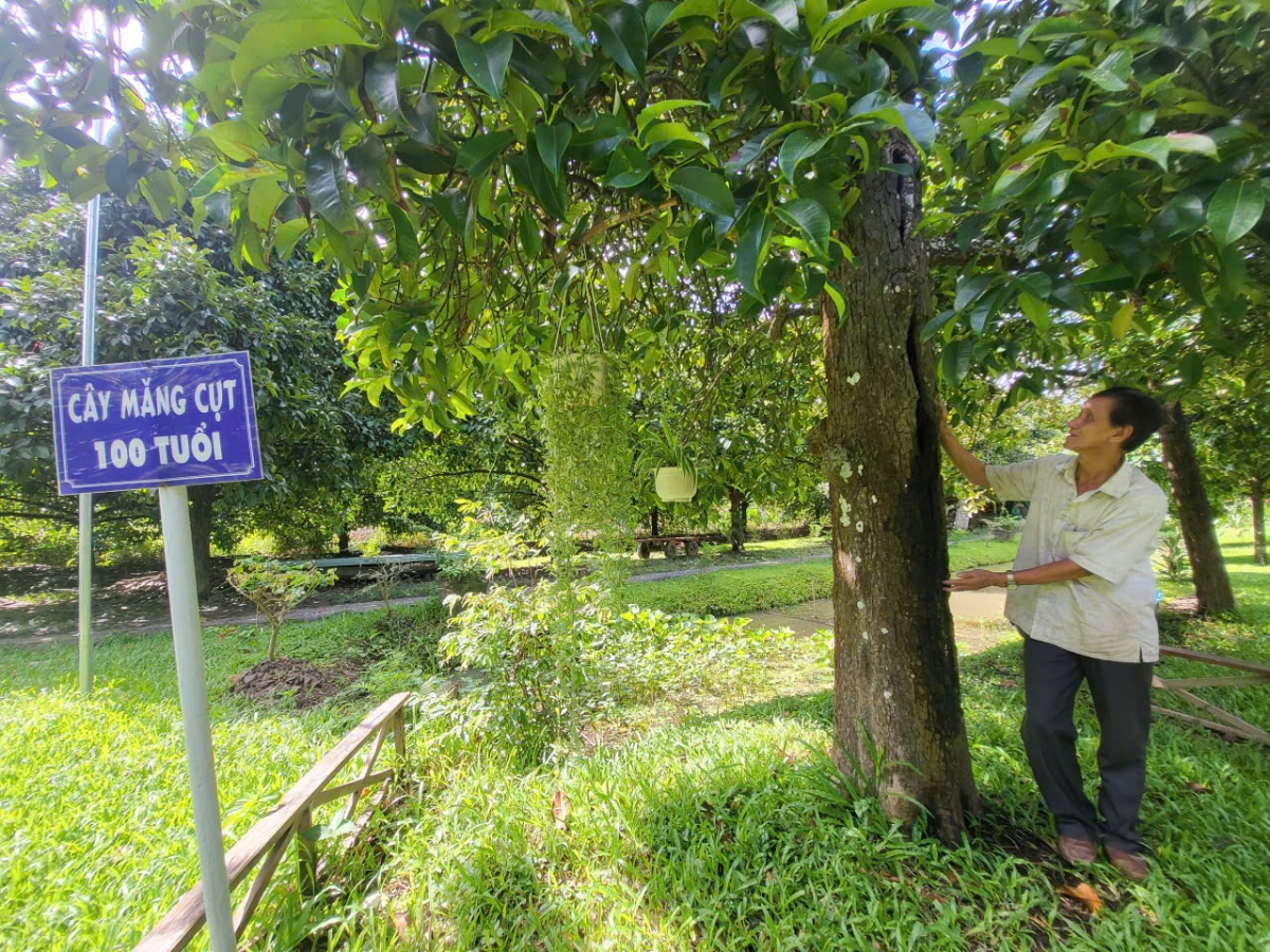 Ông Tám Tấn bên cây măng cụt hơn 100 năm tuổi