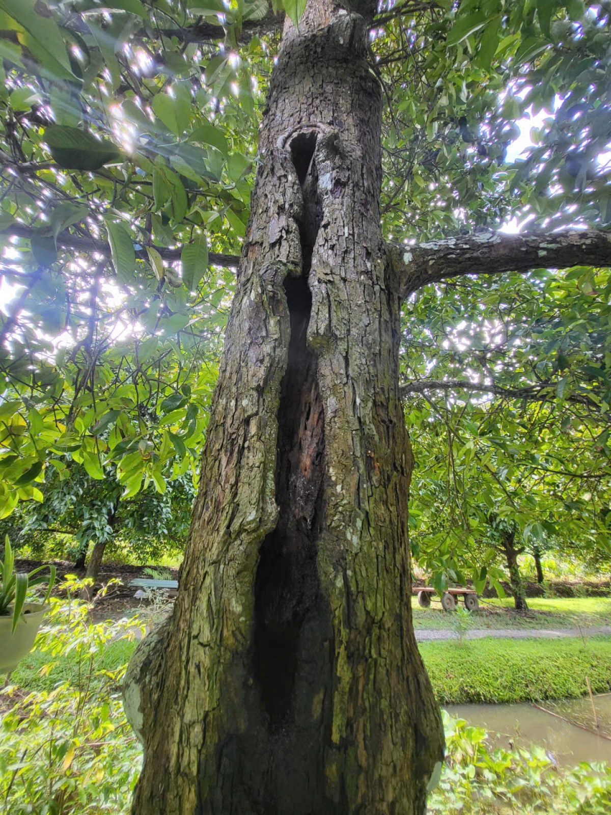 Thân cây măng cụt hơn 100 năm tuổi hằn bao vết tích thời gian