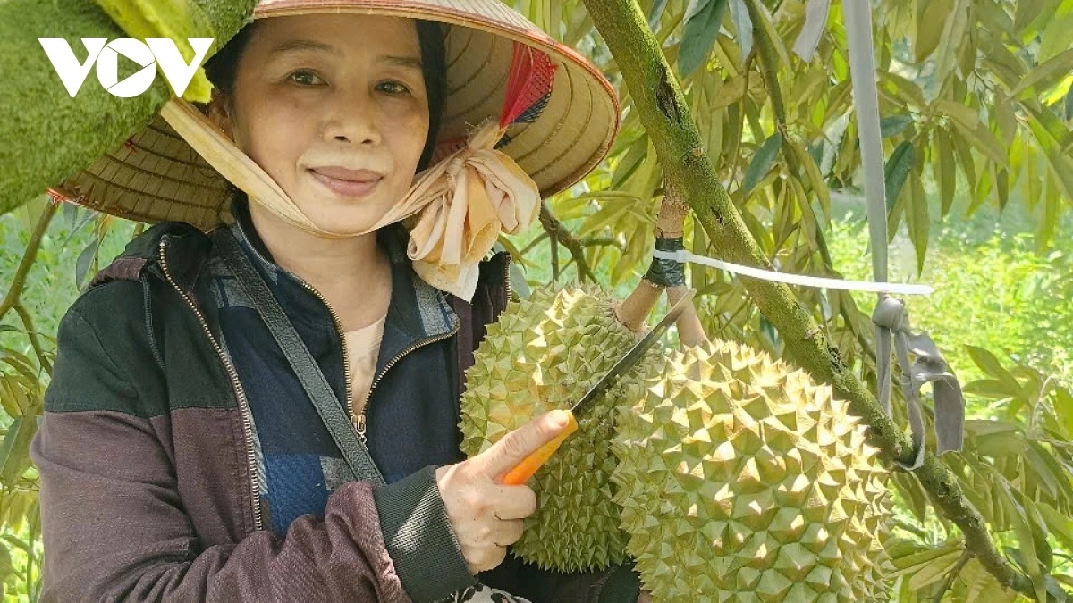 Amuk Đặng Thị Thúy Nga -Akaok Hop tac xa