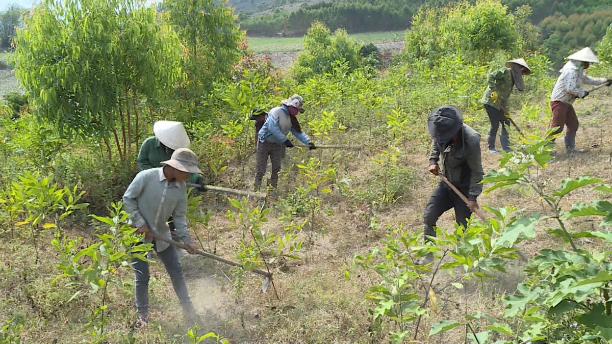 Kuăn pơlê a Gia Lai pêt loăng keo