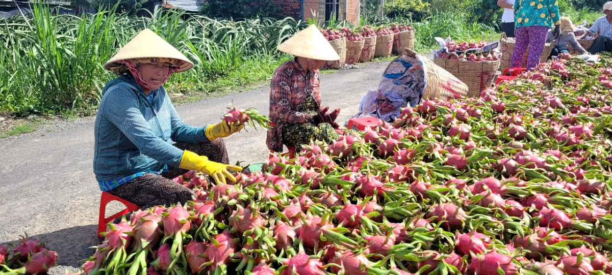 Nhà vườn thu hoạch thanh long