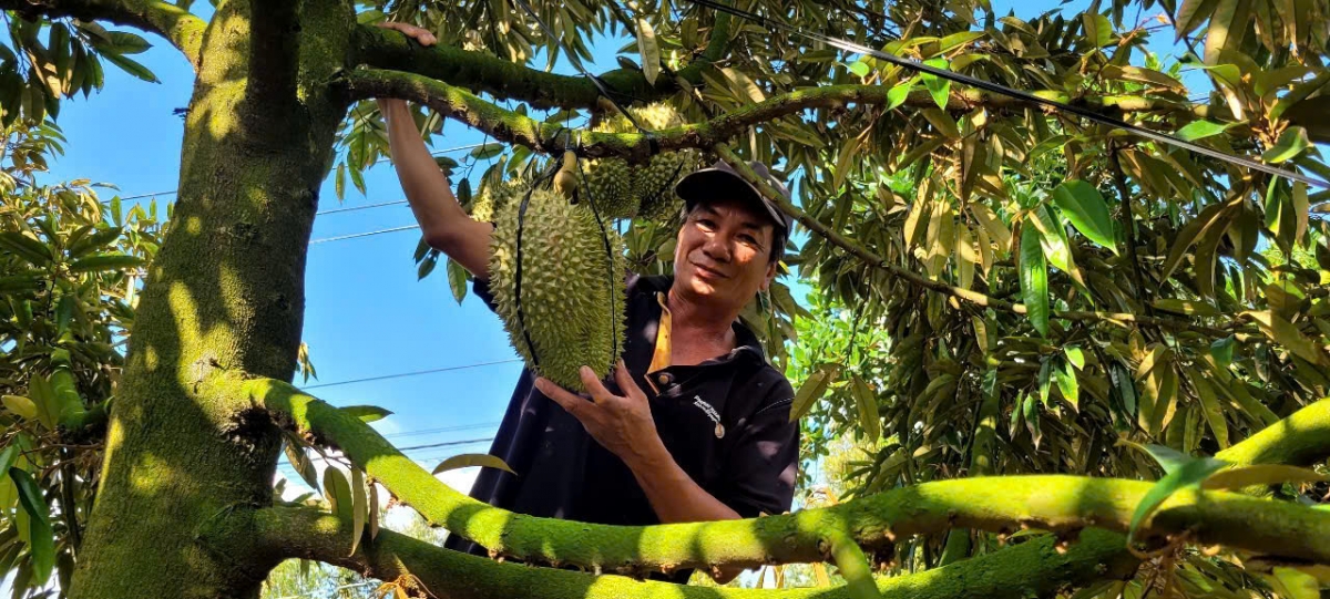 Nhà vườn tỉnh Đồng Tháp rất phấn khởi khi trái cây được mùa trúng giá