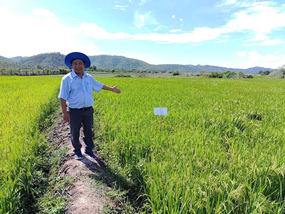 Ồng Đào Minh Sô tềng bă sre tơrlòng tam kòi jăt broă lơh hữu kơ tàm sàh Phan Sơn, càr Lâm Đồng