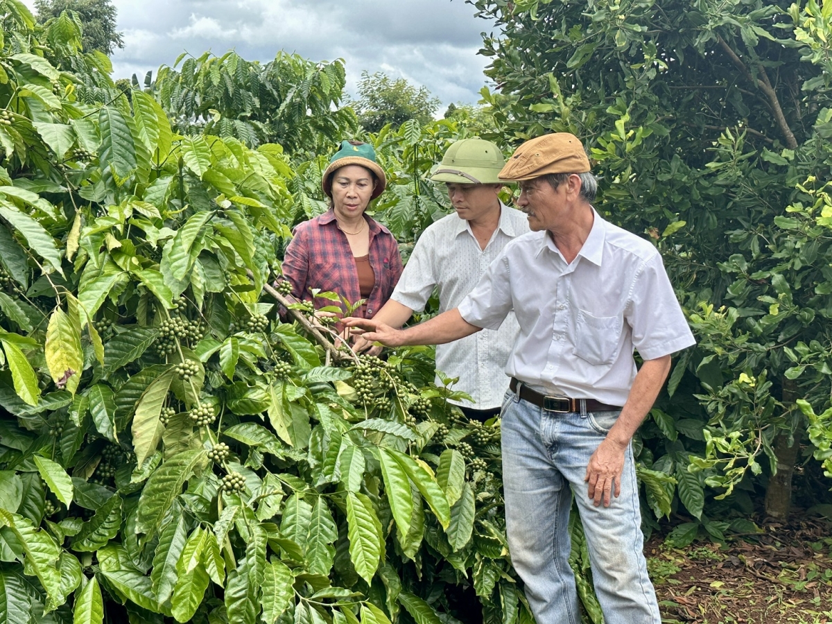 Lu sang anŏ mơnuih ngă hmua amăng tơring čar hăng gah rơngiao tơring čar mut nao ĕp đang kơphê kiăng hrăm tui pla kơphê rông lu than mơ̆ng nai Nguyễn An Sơn