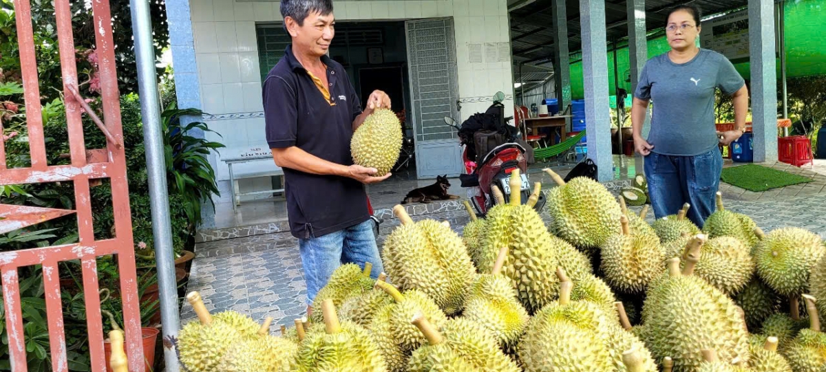 Thu hoạch trái sầu riêng xuất khẩu