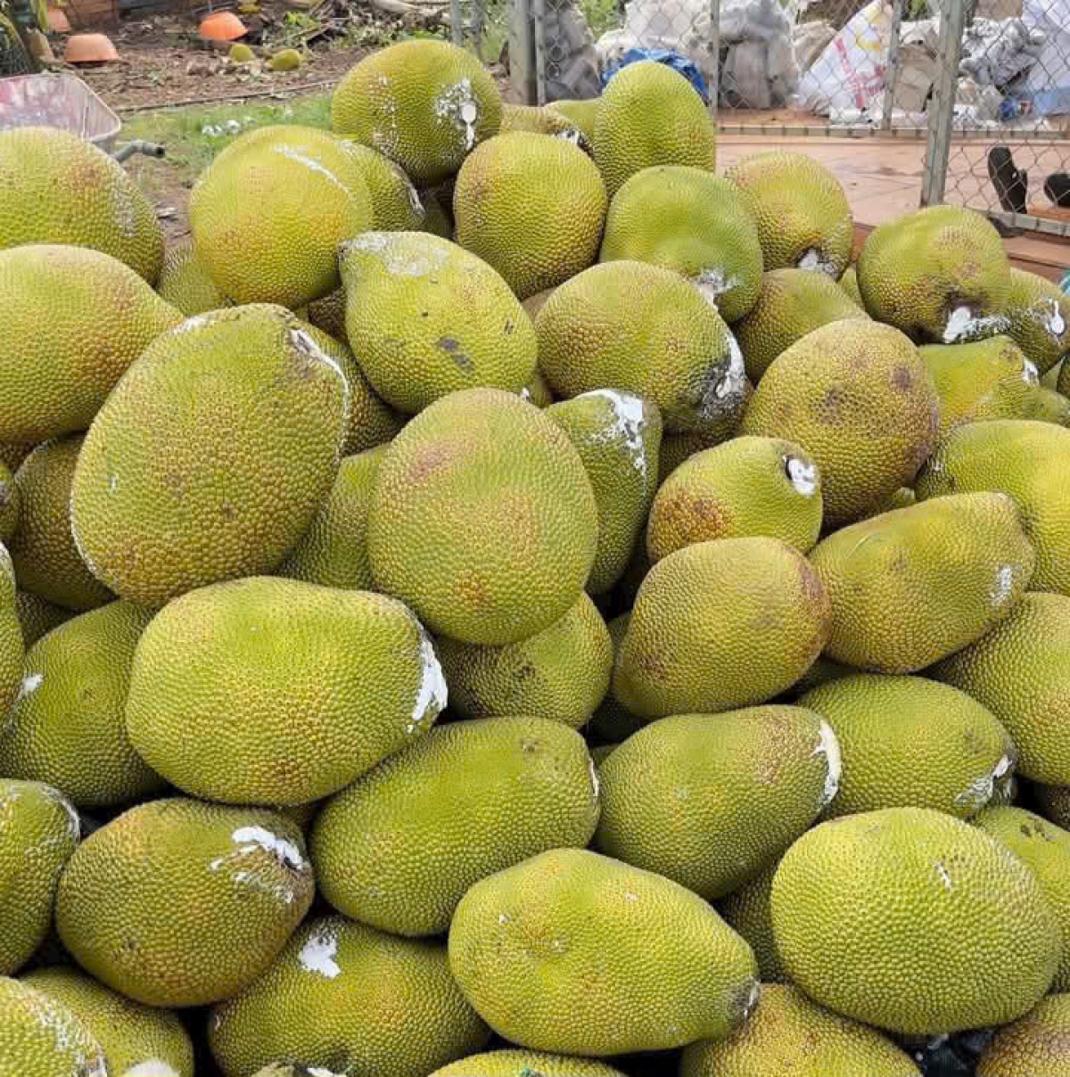 Trái mít ruột đỏ cho giá trị cao