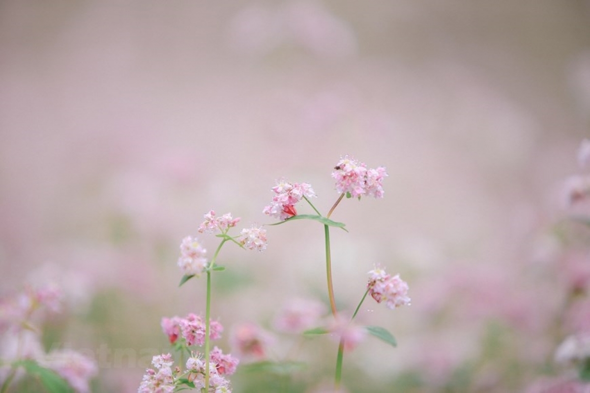 Ảnh: Báo Dân tộc và Phát triển