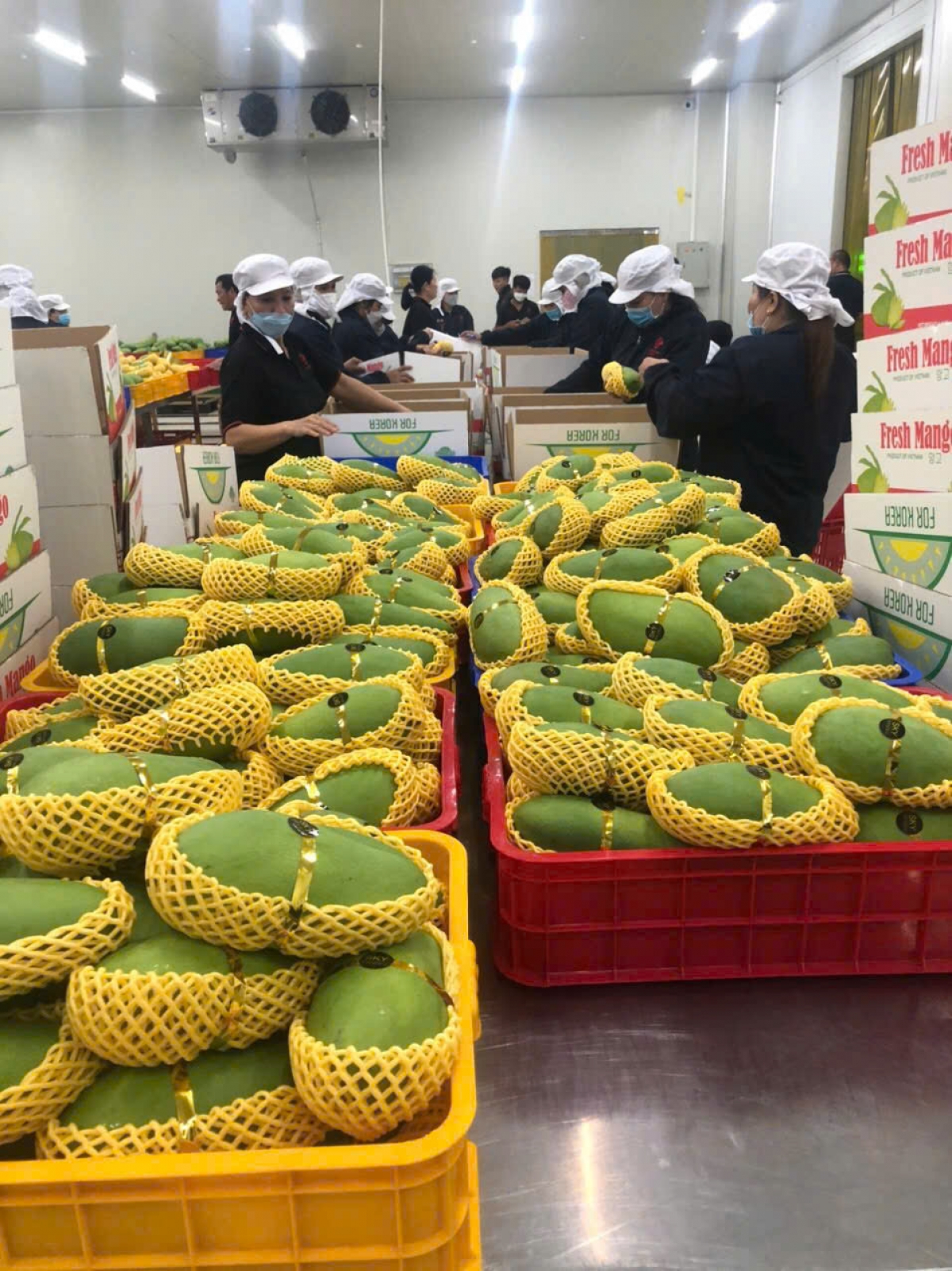 Xoài xuất khẩu của công ty Cát Tường tại phường Đạo Thạnh, Đồng Tháp