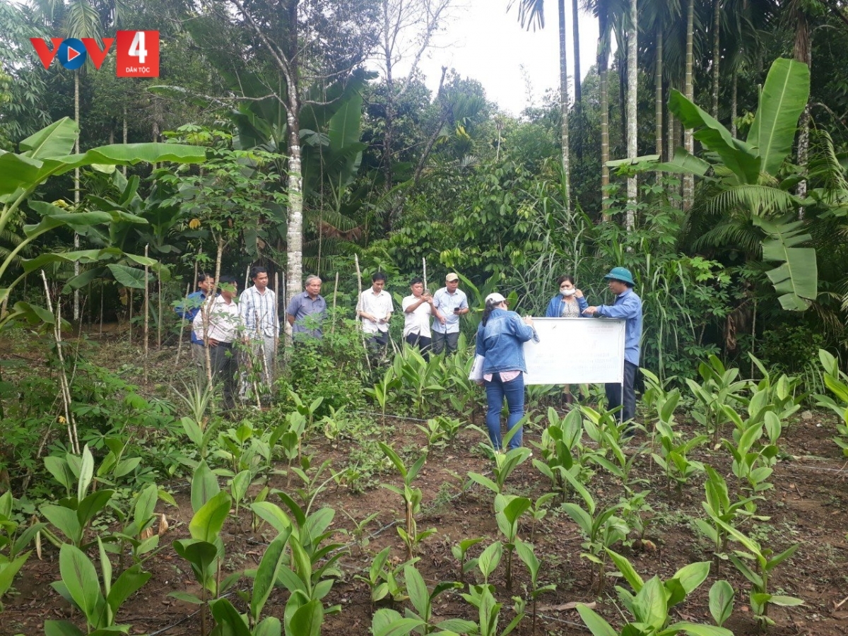 Vườn mẫu trồng nghệ đen được xã Sông Kôn triển khai tại địa phương 