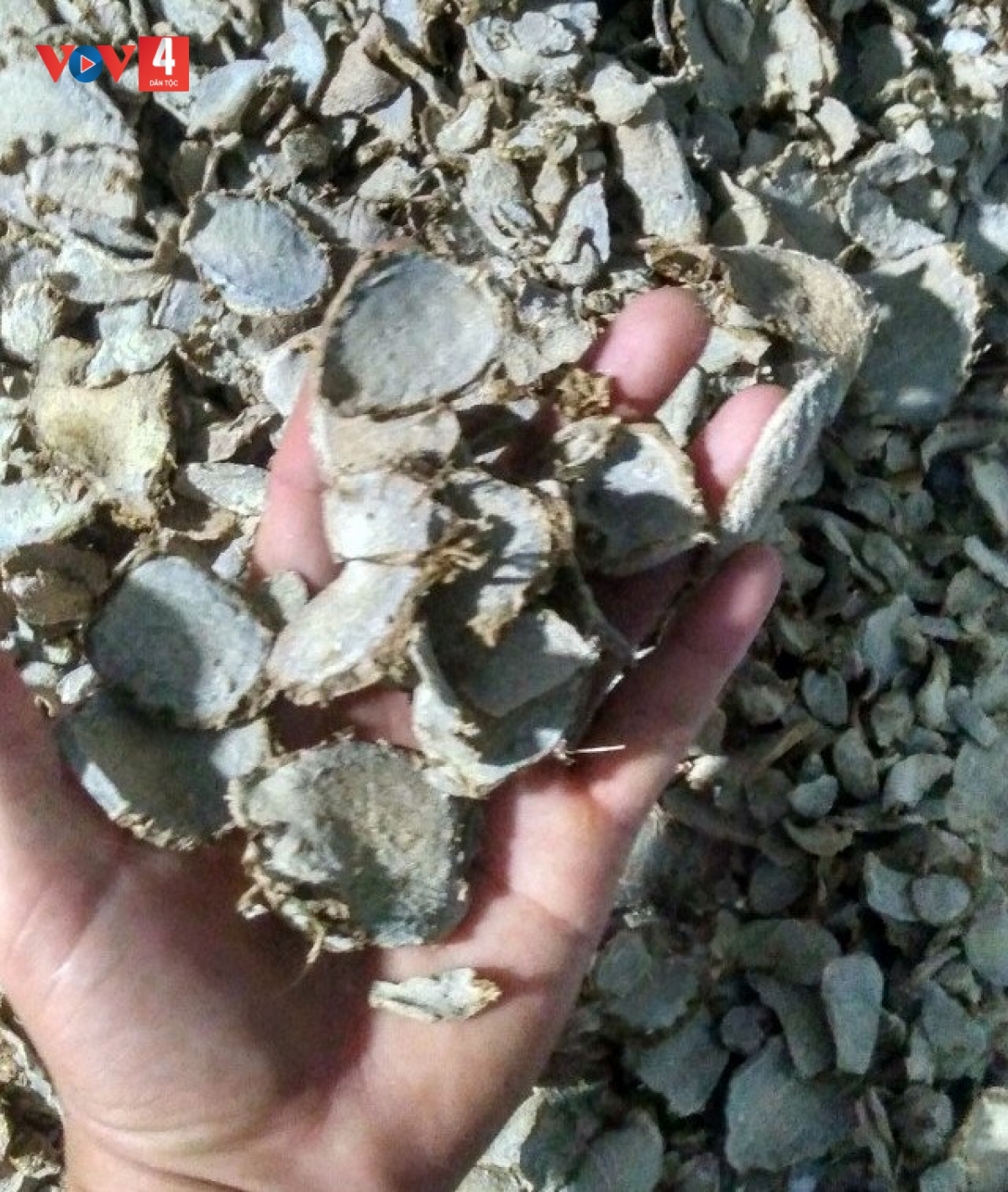 Sản phẩm nghệ đen của bà con Bhơ Hôông