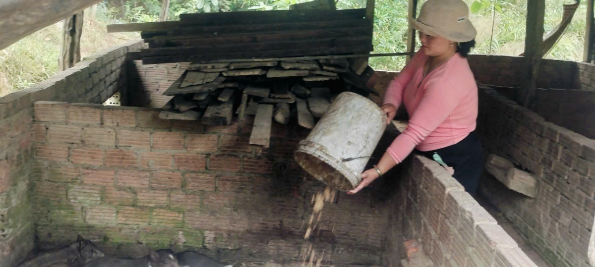 Vợ anh Cơ Lâu Ba đang chăm sóc đàn heo giống 
 