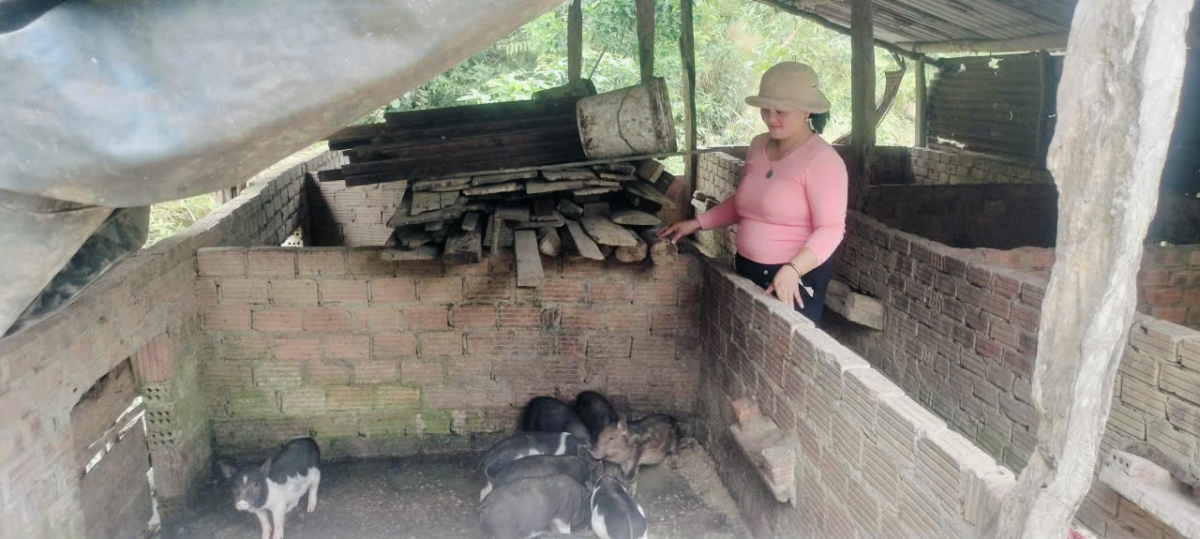 Vợ anh Cơ Lâu Ba đang chăm sóc đàn heo