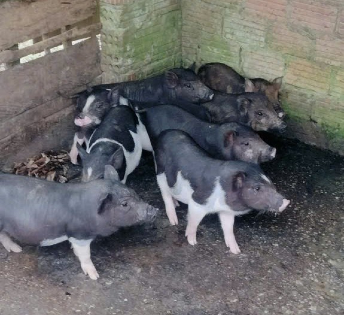 Đàn heo giống của gia đình anh Cơ Lâu Ba chuẩn bị xuất bán 