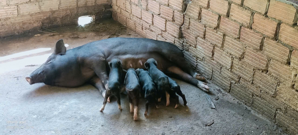 Đàn heo giống gối đầu của gia đình anh Cơ Lâu Ba