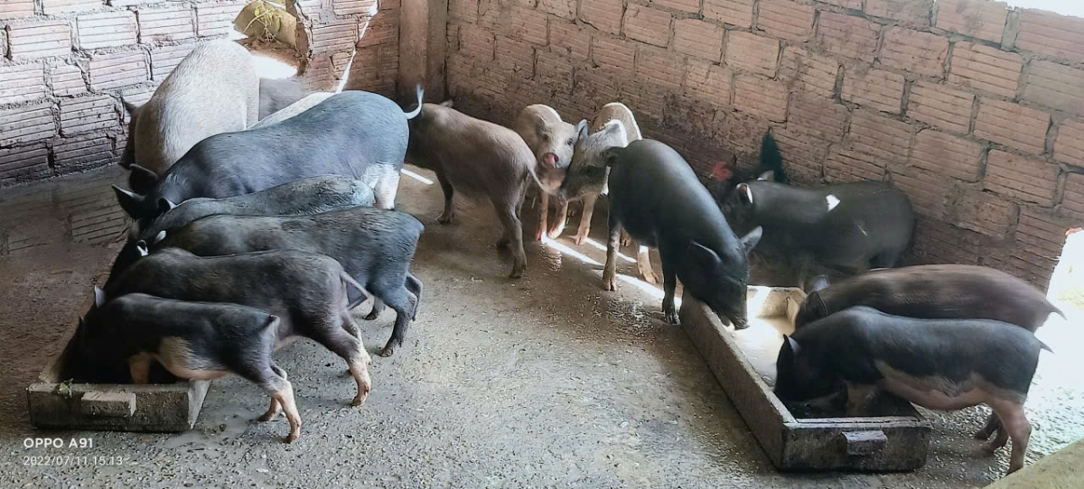 Gia đình anh Cơ Lâu Ba giữ lại đàn heo giống để nuôi thương phẩm