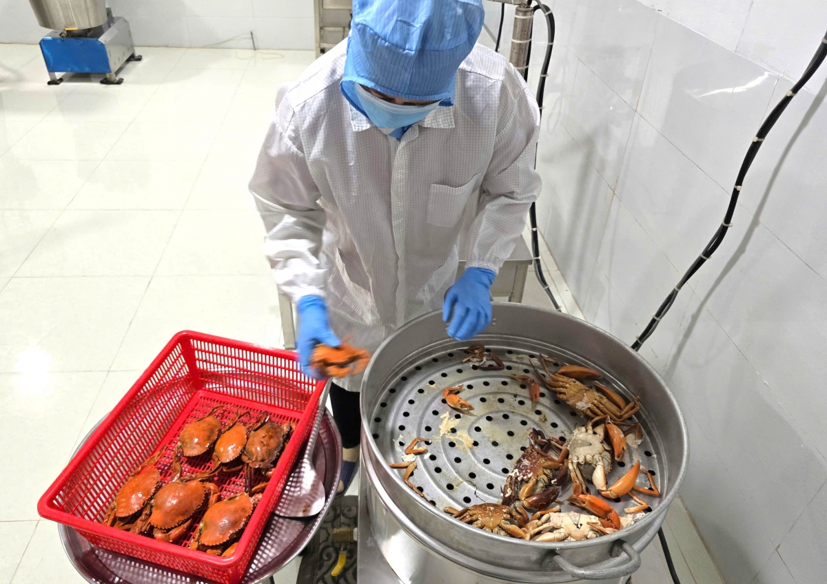 Nước ta có tiềm năng phát triển ngành hàng cua biển