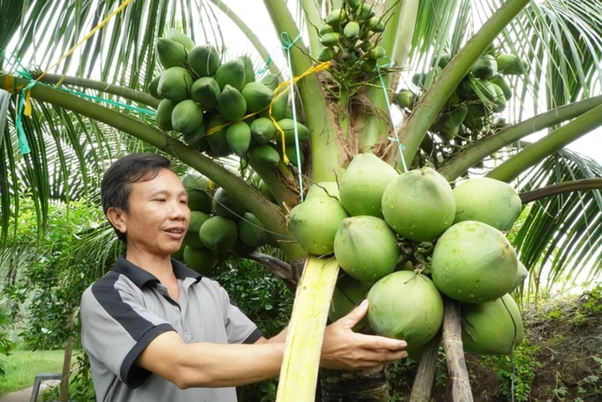 Sa-ai Như ơandar gai pataok phun li-u kayua biak rilo baoh.