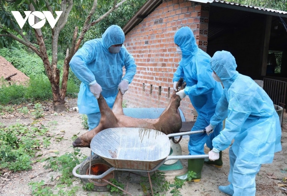 Tiêu hủy lợn bị bệnh tả lợn châu Phi ở tỉnh Khánh Hòa.