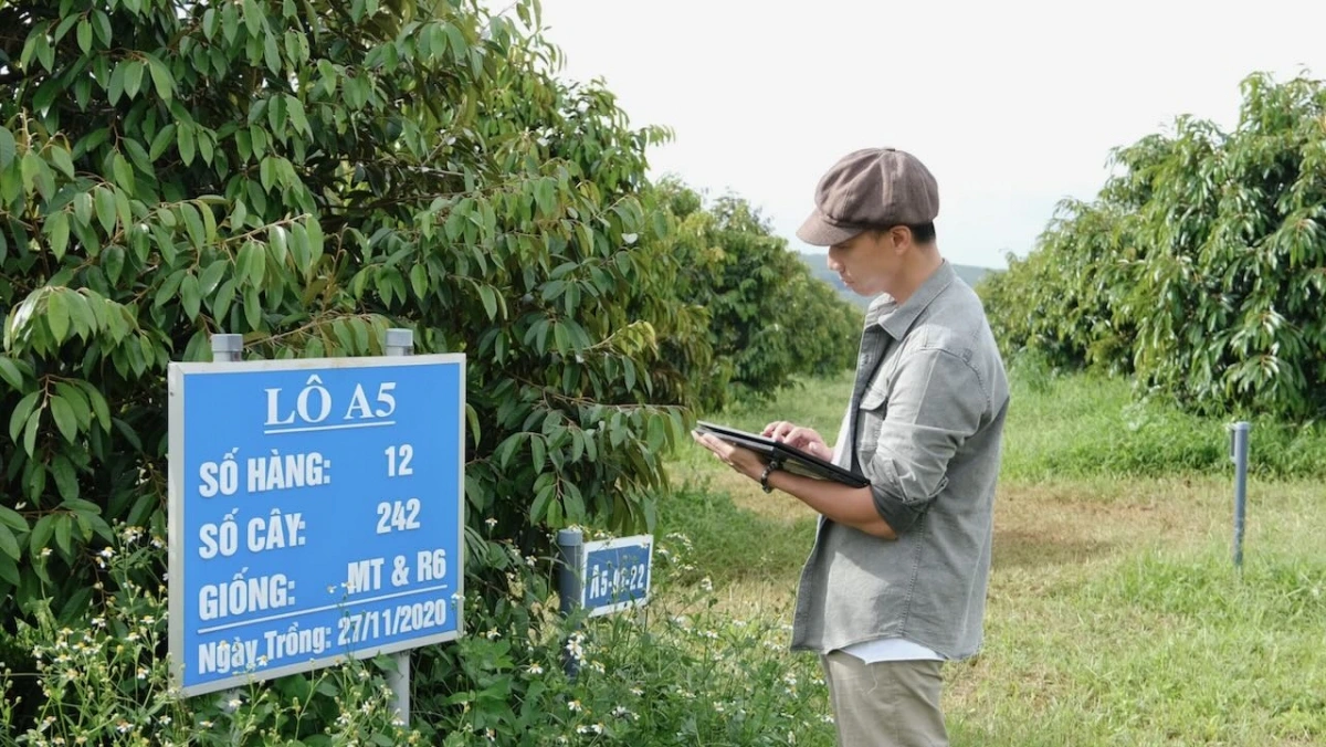 Sa-ai Nguyễn Thế Tùng - Yam ndok labik pala durian Queen Farm