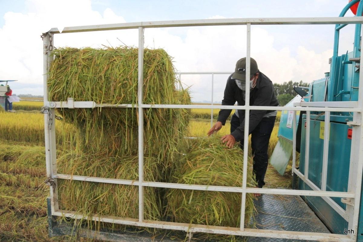 Pong nerang hu rahra pataom tabiak patruh hamu