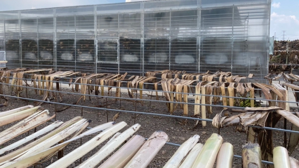 Hop tac xa patei Thanh Bình sangka iek praong gah ngak nong payeng, pandar ndap nda ngak nong