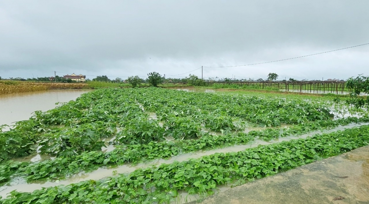 Njam patam njauk ia dauk