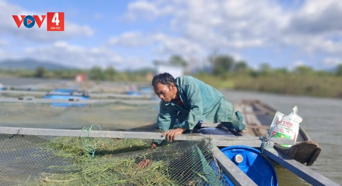 Nuôi cá lồng trên lòng hồ thủy điện A Lưới