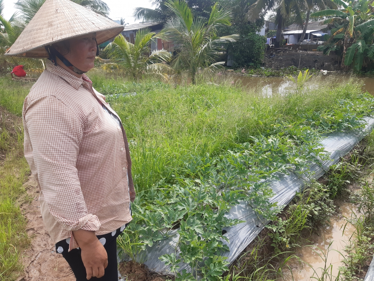 Chồng Chi Hồng đang tưới dưa hấu