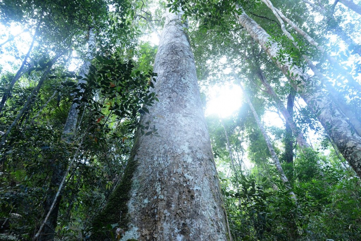 Rừng Pơ Mu cổ thụ xã Hùng Sơn, một điểm đến thu hút nhiều du khách trong và ngoài nước