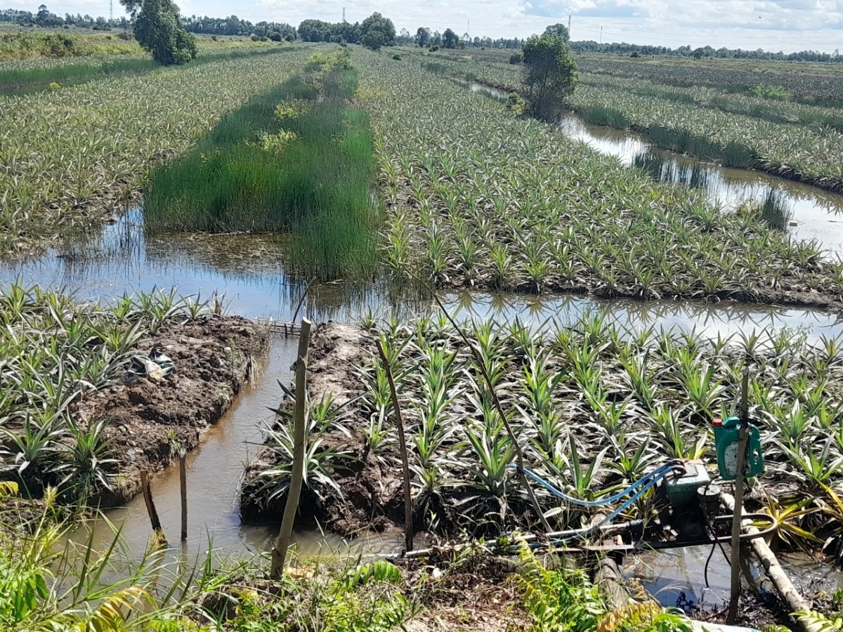 Tình trạng sử dụng các dụng cụ có dòng điện đánh bắt thủy sản trong cánh đồng khóm ở tỉnh Đồng Tháp cần được ngặn chặn