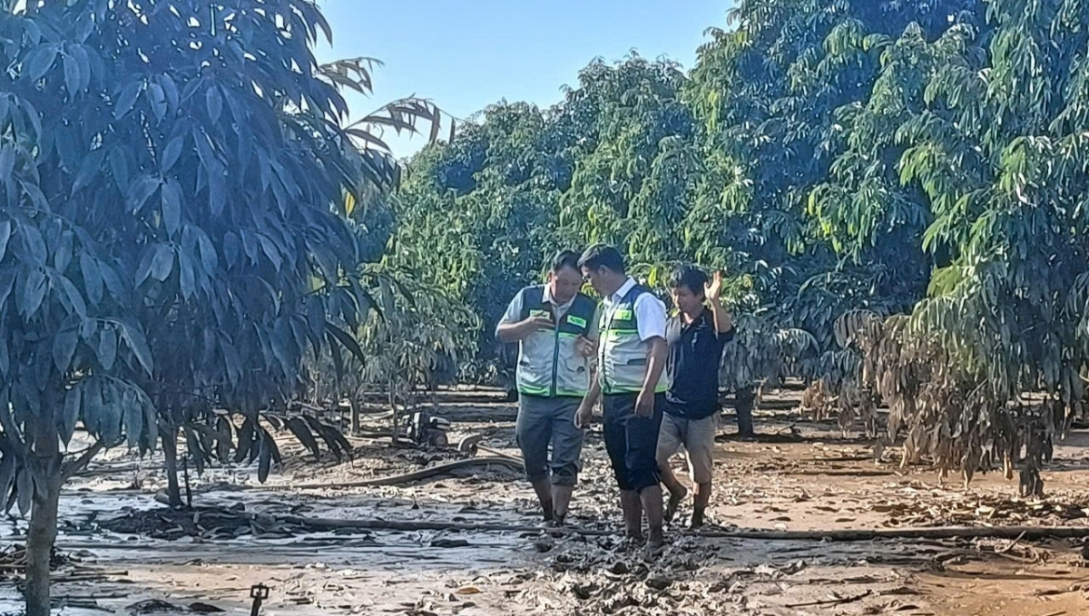 
Kang ƀô̆ pơtrŭt choh jang sa năm dăr lăng mĭnh mir pơgar sâu riêng tơ̆ tơring Cát Tiên răm kơ đak lơ̆p.