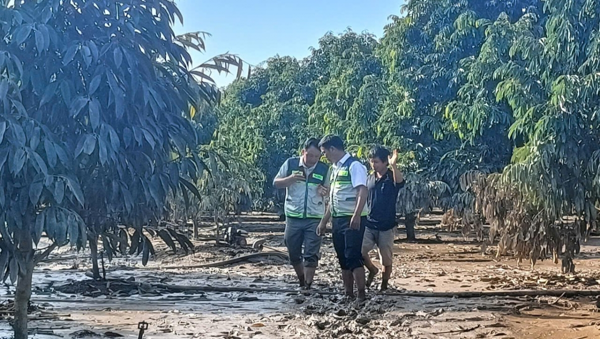 
 Kwang bàng dong kờl bơto pơlam broă lơh sa suơn sre lòt sền dùl suơn sầu riêng tàm sàh Cát Tiên gơtìp ngơr bam jrô tàm dà
